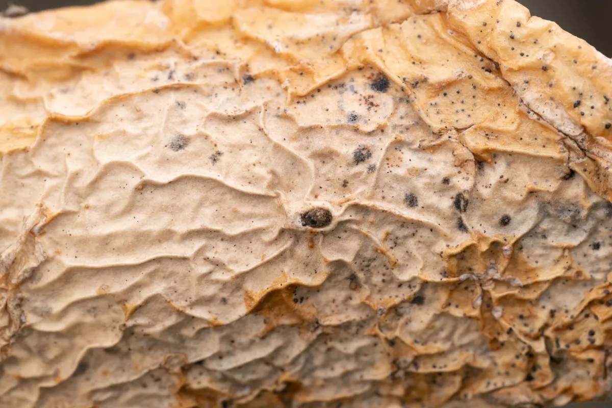 Detalhes de um cacto
