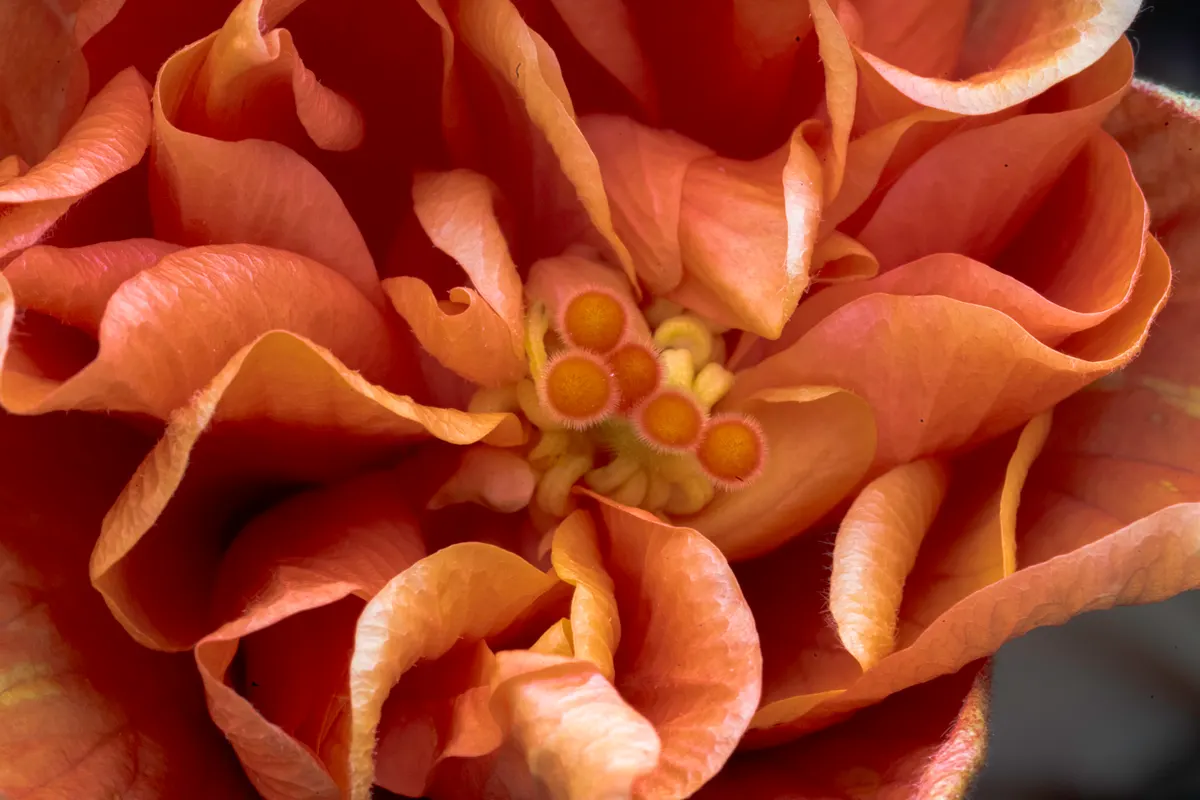Flor em detalhes